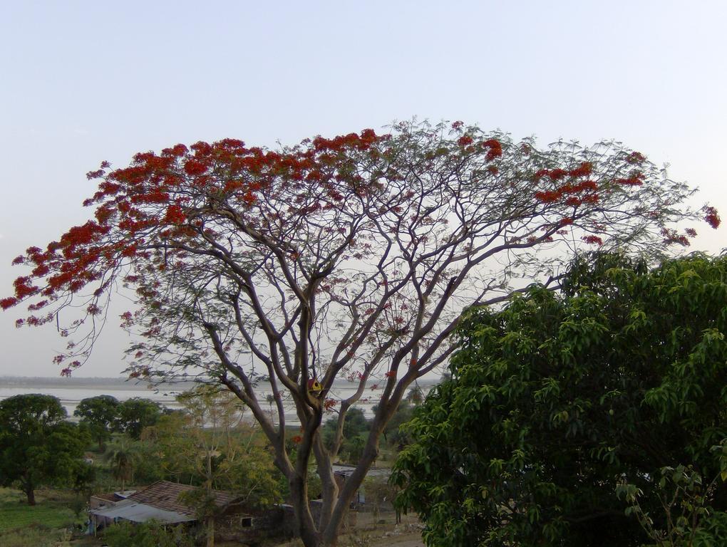 Jheelam Homestay 博帕尔 外观 照片